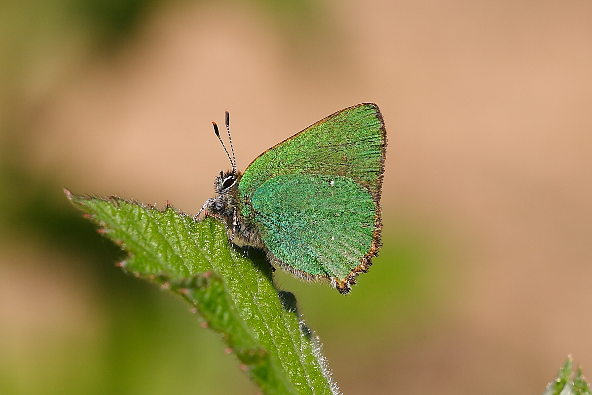 Callophrys Rubi